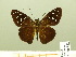  ( - HESP-EB 00 882)  @11 [ ] Copyright (2010) Unspecified Research Collection of Ernst Brockmann