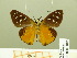  ( - HESP-EB 00 883)  @11 [ ] Copyright (2010) Unspecified Research Collection of Ernst Brockmann