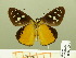  ( - HESP-EB 00 884)  @13 [ ] Copyright (2010) Unspecified Research Collection of Ernst Brockmann