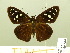  (Hyalothyrus - HESP-EB 00 884)  @14 [ ] Copyright (2010) Unspecified Research Collection of Ernst Brockmann