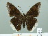  ( - HESP-EB 00 915)  @13 [ ] Copyright (2010) Unspecified Research Collection of Ernst Brockmann