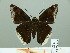  ( - HESP-EB 00 916)  @13 [ ] Copyright (2010) Unspecified Research Collection of Ernst Brockmann