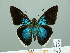  ( - HESP-EB 00 916)  @14 [ ] Copyright (2010) Unspecified Research Collection of Ernst Brockmann