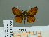  ( - HESP-EB 00 936)  @13 [ ] Copyright (2010) Unspecified Research Collection of Ernst Brockmann