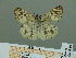  ( - HESP-EB 00 939)  @13 [ ] Copyright (2010) Unspecified Research Collection of Ernst Brockmann