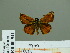  ( - HESP-EB 00 941)  @13 [ ] Copyright (2010) Unspecified Research Collection of Ernst Brockmann