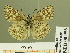  ( - HESP-EB 00 956)  @14 [ ] Copyright (2010) Unspecified Research Collection of Ernst Brockmann