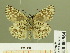  ( - HESP-EB 00 964)  @14 [ ] Copyright (2010) Unspecified Research Collection of Ernst Brockmann