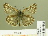  ( - HESP-EB 00 964)  @14 [ ] Copyright (2010) Unspecified Research Collection of Ernst Brockmann