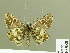  ( - HESP-EB 00 988)  @13 [ ] Copyright (2010) Unspecified Research Collection of Ernst Brockmann