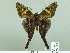  ( - HESP-EB 02003)  @12 [ ] Copyright (2010) Ernst Brockmann Research Collection of Ernst Brockmann