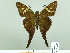  ( - HESP-EB 02003)  @13 [ ] Copyright (2010) Ernst Brockmann Research Collection of Ernst Brockmann