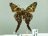  ( - HESP-EB 02004)  @12 [ ] Copyright (2010) Ernst Brockmann Research Collection of Ernst Brockmann