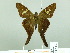  ( - HESP-EB 02004)  @12 [ ] Copyright (2010) Ernst Brockmann Research Collection of Ernst Brockmann