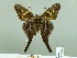  ( - HESP-EB 02005)  @12 [ ] Copyright (2010) Ernst Brockmann Research Collection of Ernst Brockmann