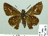  (Caltoris sp - HESP-EB 02040)  @13 [ ] Copyright (2010) Ernst Brockmann Research Collection of Ernst Brockmann