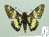  ( - HESP-EB 02072)  @14 [ ] Copyright (2010) Ernst Brockmann Research Collection of Ernst Brockmann