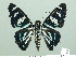  ( - HESP-EB 02084)  @13 [ ] Copyright (2010) Ernst Brockmann Research Collection of Ernst Brockmann