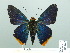 ( - HESP-EB 02088)  @13 [ ] Copyright (2010) Ernst Brockmann Research Collection of Ernst Brockmann