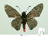 ( - HESP-EB 02092)  @13 [ ] Copyright (2010) Ernst Brockmann Research Collection of Ernst Brockmann