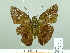  ( - HESP-EB 02106)  @13 [ ] Copyright (2010) Ernst Brockmann Research Collection of Ernst Brockmann