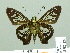  ( - HESP-EB 02120)  @13 [ ] Copyright (2010) Ernst Brockmann Research Collection of Ernst Brockmann