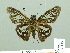  ( - HESP-EB 02139)  @12 [ ] Copyright (2010) Ernst Brockmann Research Collection of Ernst Brockmann