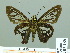  ( - HESP-EB 02168)  @13 [ ] Copyright (2010) Ernst Brockmann Research Collection of Ernst Brockmann