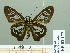  ( - HESP-EB 02177)  @12 [ ] Copyright (2010) Ernst Brockmann Research Collection of Ernst Brockmann