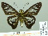  ( - HESP-EB 02178)  @13 [ ] Copyright (2010) Ernst Brockmann Research Collection of Ernst Brockmann