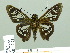  ( - HESP-EB 02217)  @12 [ ] Copyright (2010) Ernst Brockmann Research Collection of Ernst Brockmann