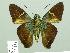  ( - HESP-EB 02231)  @12 [ ] Copyright (2010) Ernst Brockmann Research Collection of Ernst Brockmann