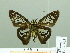  ( - HESP-EB 02265)  @13 [ ] Copyright (2010) Ernst Brockmann Research Collection of Ernst Brockmann