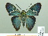  (Astraptes aulus - HESP-EB 02267)  @14 [ ] Copyright (2010) Ernst Brockmann Research Collection of Ernst Brockmann