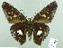  ( - HESP-EB 02282)  @14 [ ] Copyright (2010) Ernst Brockmann Research Collection of Ernst Brockmann