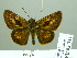  ( - HESP-EB 02311)  @14 [ ] Copyright (2010) Ernst Brockmann Research Collection of Ernst Brockmann