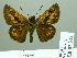  ( - HESP-EB 02312)  @14 [ ] Copyright (2010) Ernst Brockmann Research Collection of Ernst Brockmann