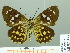  ( - HESP-EB 02333)  @12 [ ] Copyright (2010) Ernst Brockmann Research Collection of Ernst Brockmann
