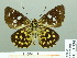  ( - HESP-EB 02334)  @12 [ ] Copyright (2010) Ernst Brockmann Research Collection of Ernst Brockmann