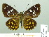 ( - HESP-EB 02334)  @13 [ ] Copyright (2010) Ernst Brockmann Research Collection of Ernst Brockmann