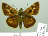  ( - HESP-EB 02335)  @14 [ ] Copyright (2010) Ernst Brockmann Research Collection of Ernst Brockmann
