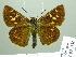  ( - HESP-EB 02336)  @14 [ ] Copyright (2010) Ernst Brockmann Research Collection of Ernst Brockmann