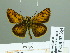  ( - HESP-EB 02354)  @13 [ ] Copyright (2010) Ernst Brockmann Research Collection of Ernst Brockmann