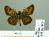  (Thymelicus sylvaticus - HESP-EB 02359)  @14 [ ] Copyright (2010) Ernst Brockmann Research Collection of Ernst Brockmann
