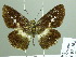  ( - HESP-EB 02363)  @14 [ ] Copyright (2010) Ernst Brockmann Research Collection of Ernst Brockmann