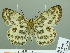  (Abraximorpha davidii - HESP-EB 02364)  @14 [ ] Copyright (2010) Ernst Brockmann Research Collection of Ernst Brockmann