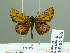  ( - HESP-EB 02366)  @14 [ ] Copyright (2010) Ernst Brockmann Research Collection of Ernst Brockmann