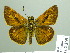  ( - HESP-EB 02369)  @14 [ ] Copyright (2010) Ernst Brockmann Research Collection of Ernst Brockmann