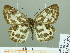  (Abraximorpha - HESP-EB 02375)  @14 [ ] Copyright (2010) Ernst Brockmann Research Collection of Ernst Brockmann