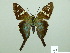  ( - HESP-EB 02402)  @13 [ ] Copyright (2010) Ernst Brockmann Research Collection of Ernst Brockmann